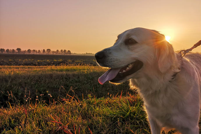 Unveiling the Hidden World of Dog Mental Health: A Dog Owner's Perspective