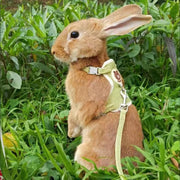Rabbit Leash